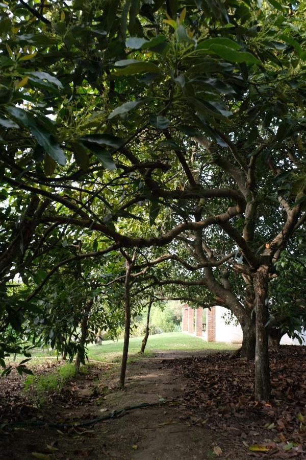 The Wild Olive Andalucia Citrus Suite Касарес Экстерьер фото